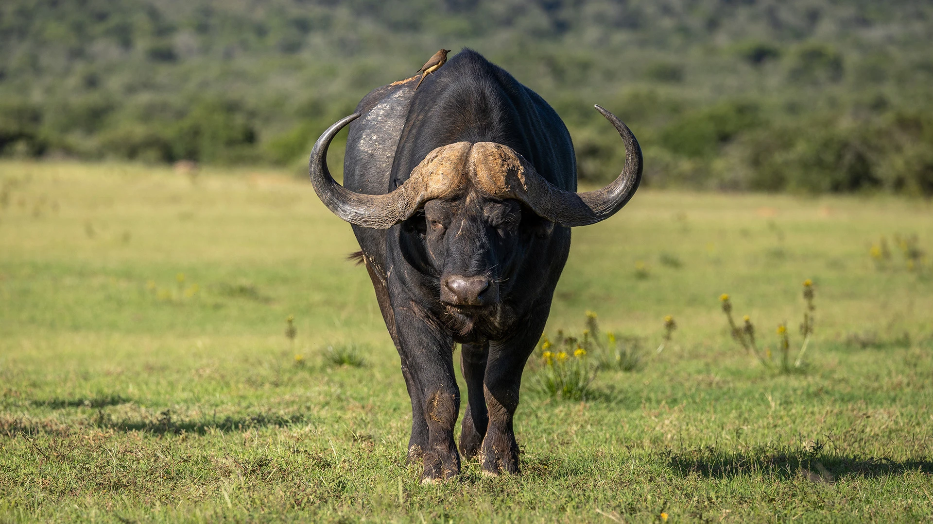 Male Cape Buffalo Shamwari Private Game Reserve South Africa