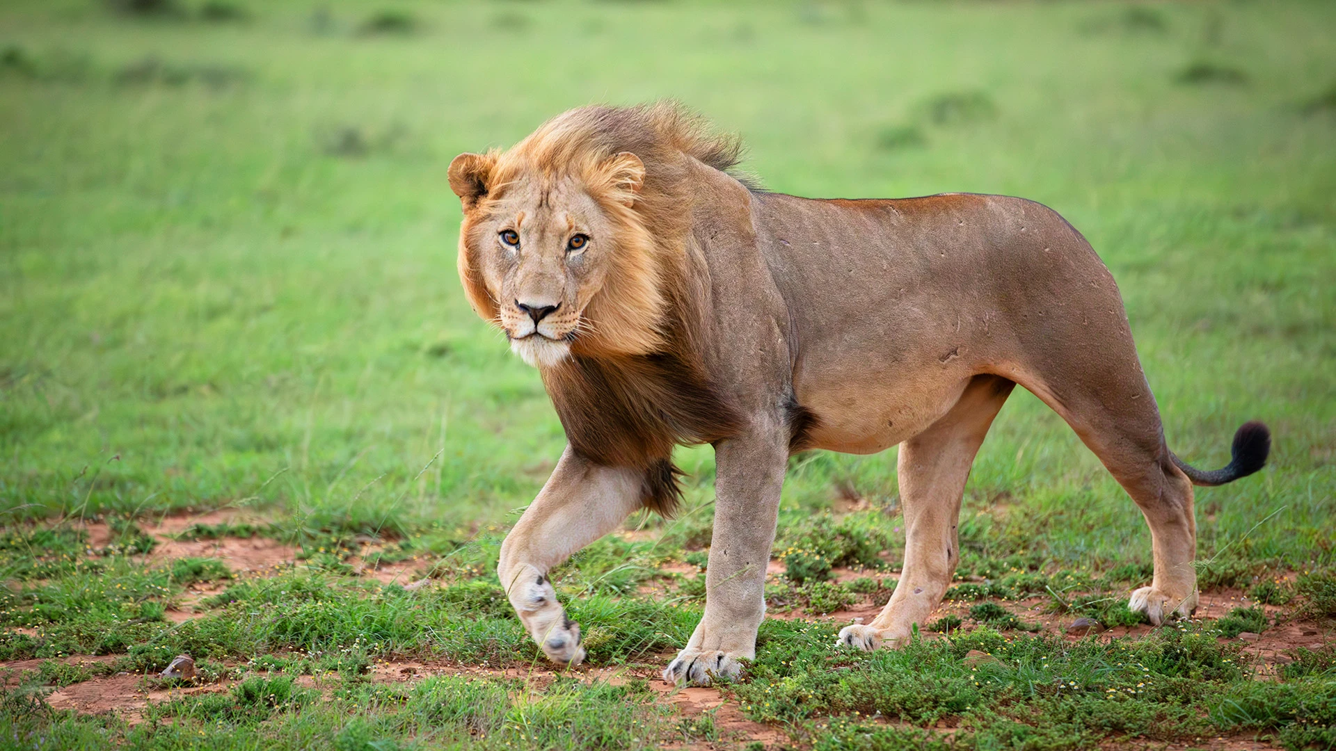 Male Lion Shamwari Private Game Reserve South Africa