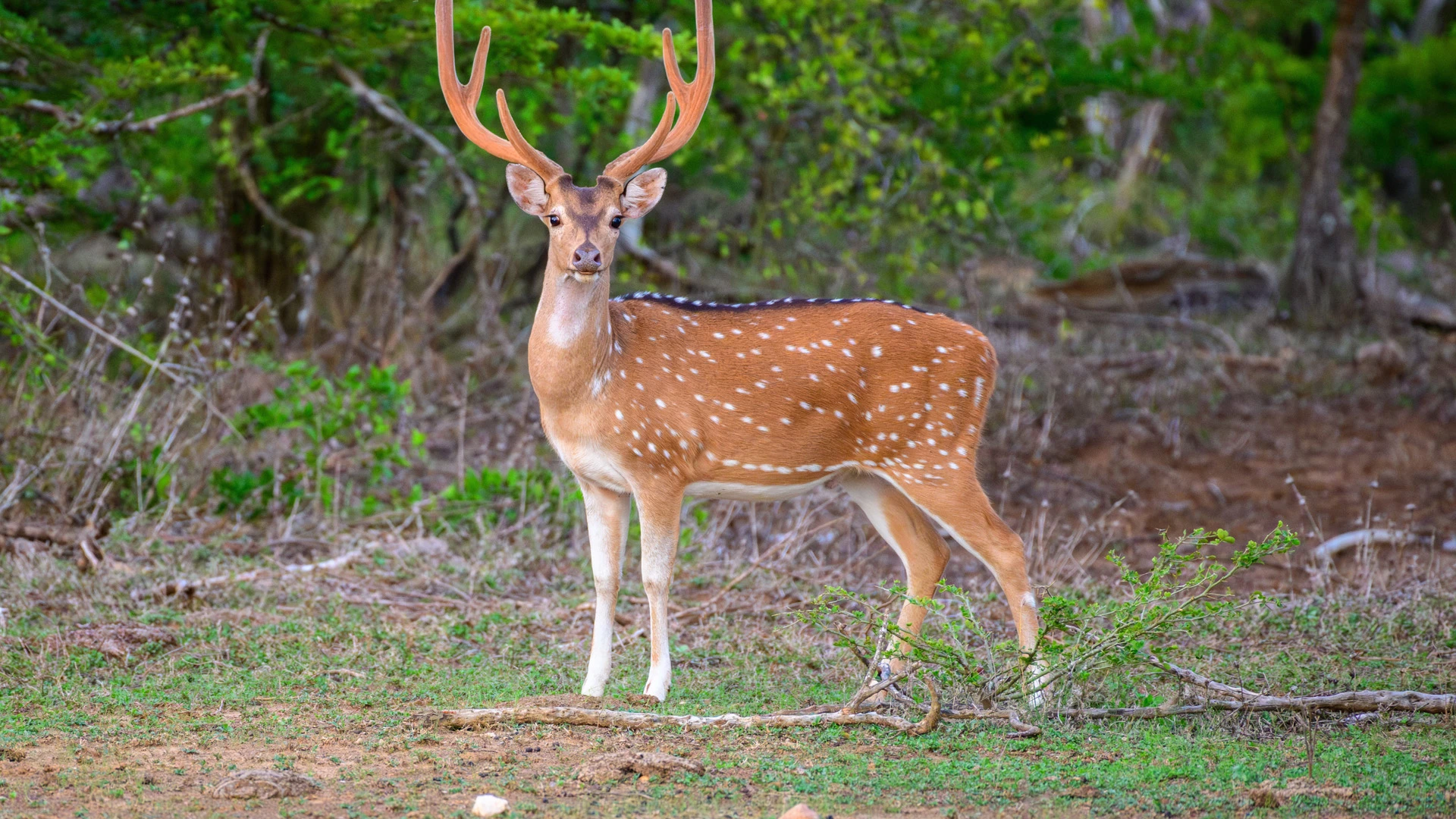 Yala National Park
