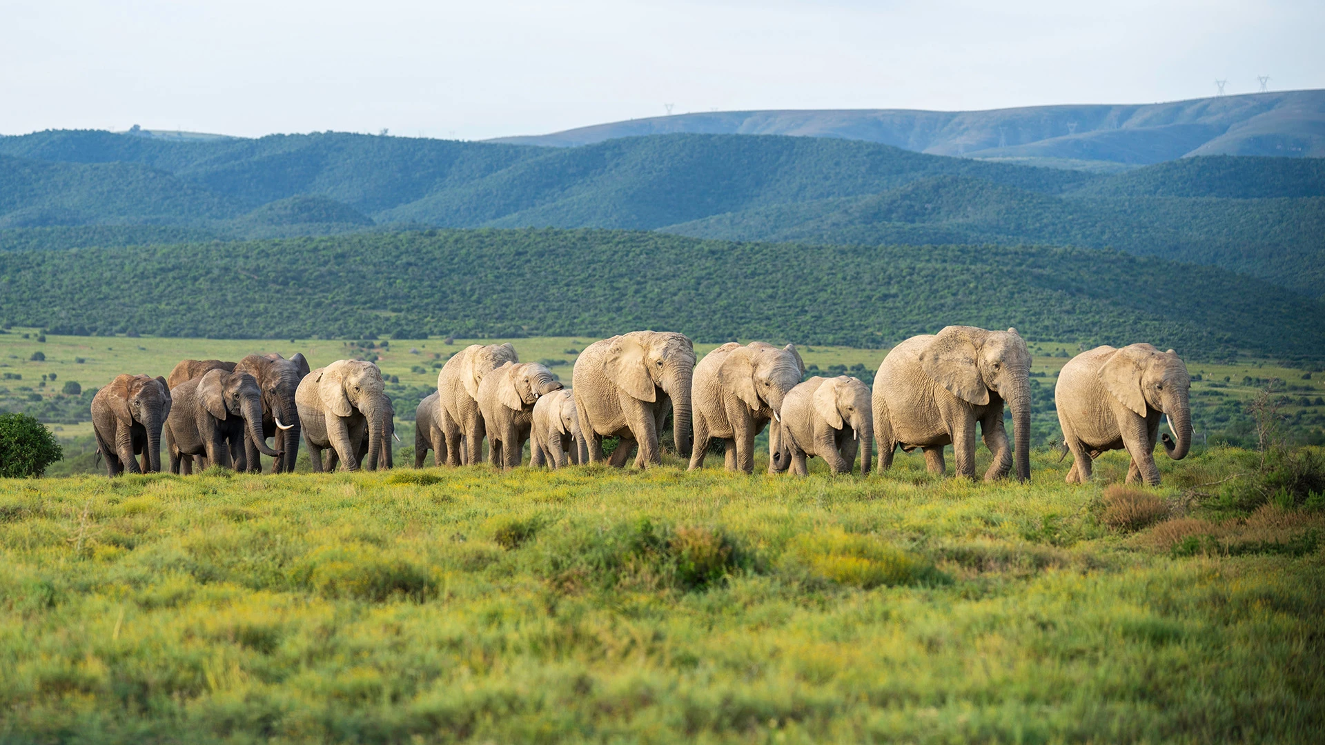 Parade of Elephants Addo Elephant National Park South Africa