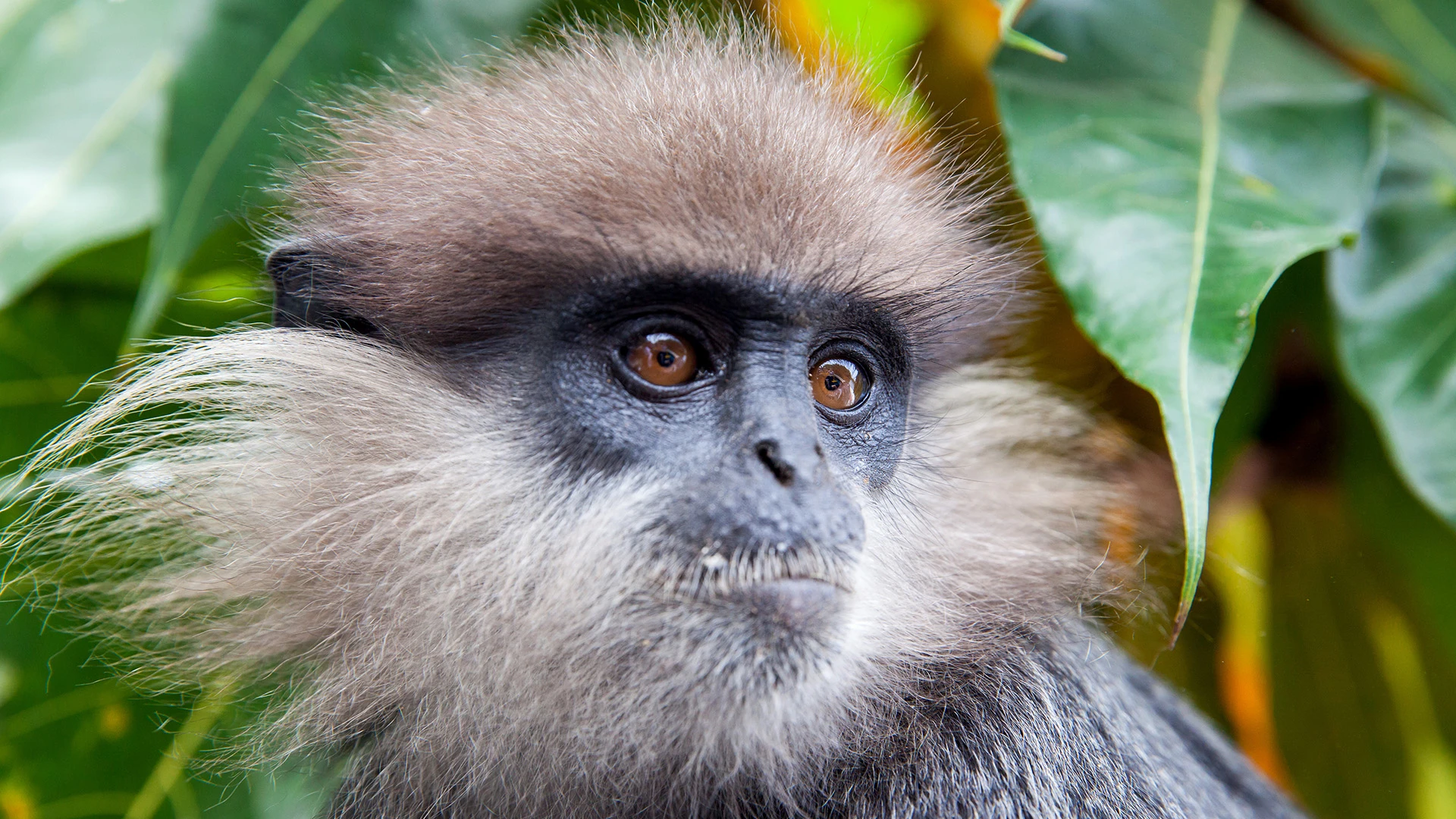 Purple-faced Langur