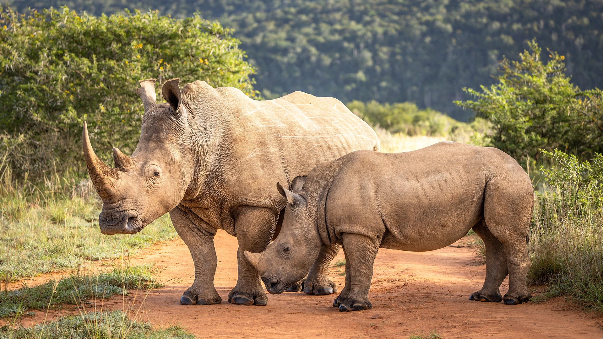 Rhinoceros Shamwari Private Game Reserve South Africa