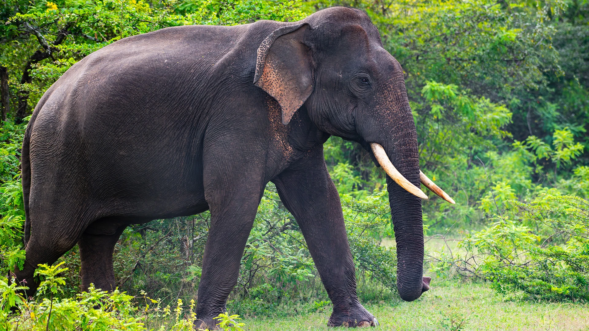 Tusker Elephant Yala National Park Sri Lanka