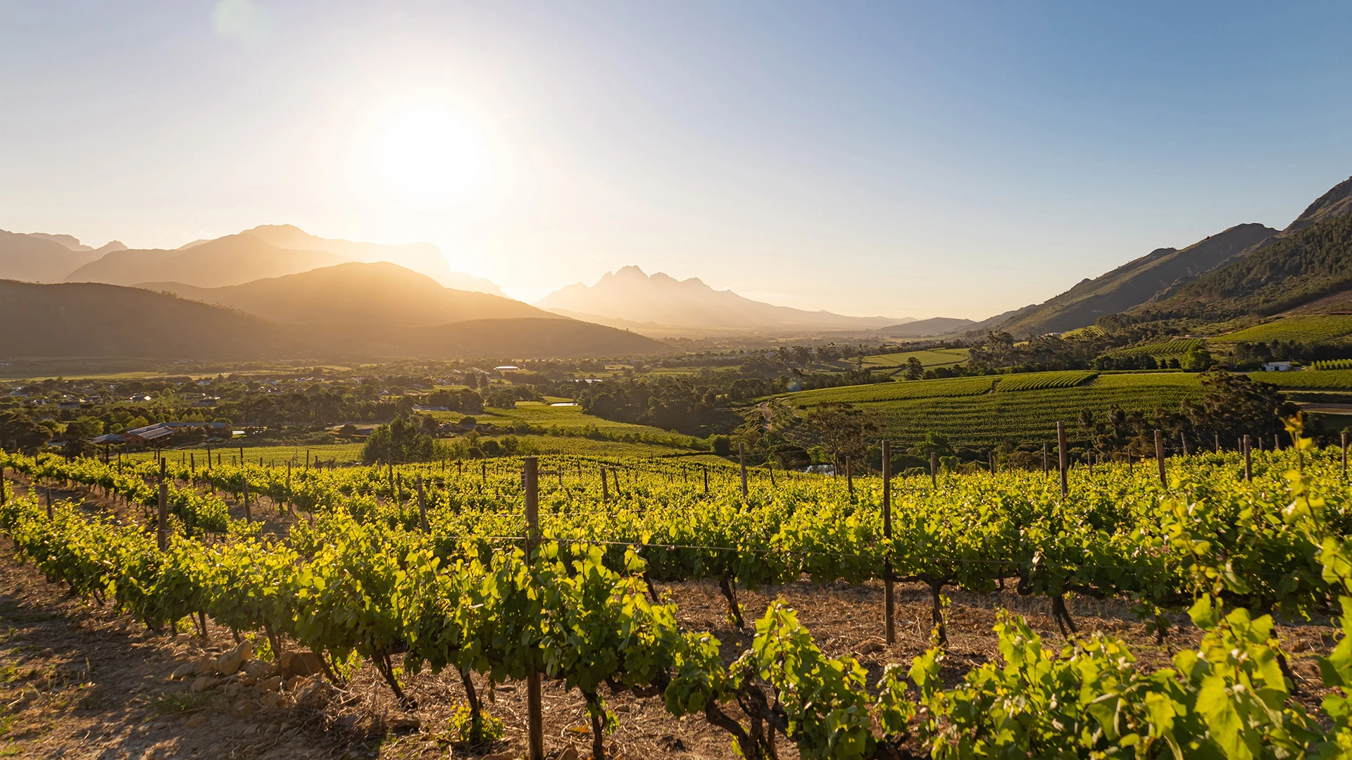 Wine Farm Stellenbosch South Africa