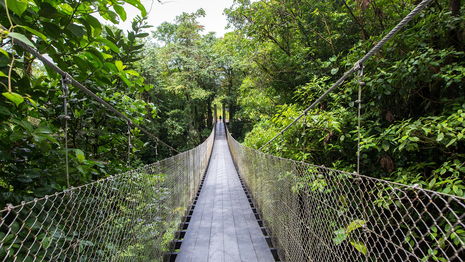 Hanging Bridge Rain Forest Monteverde Costa Rica