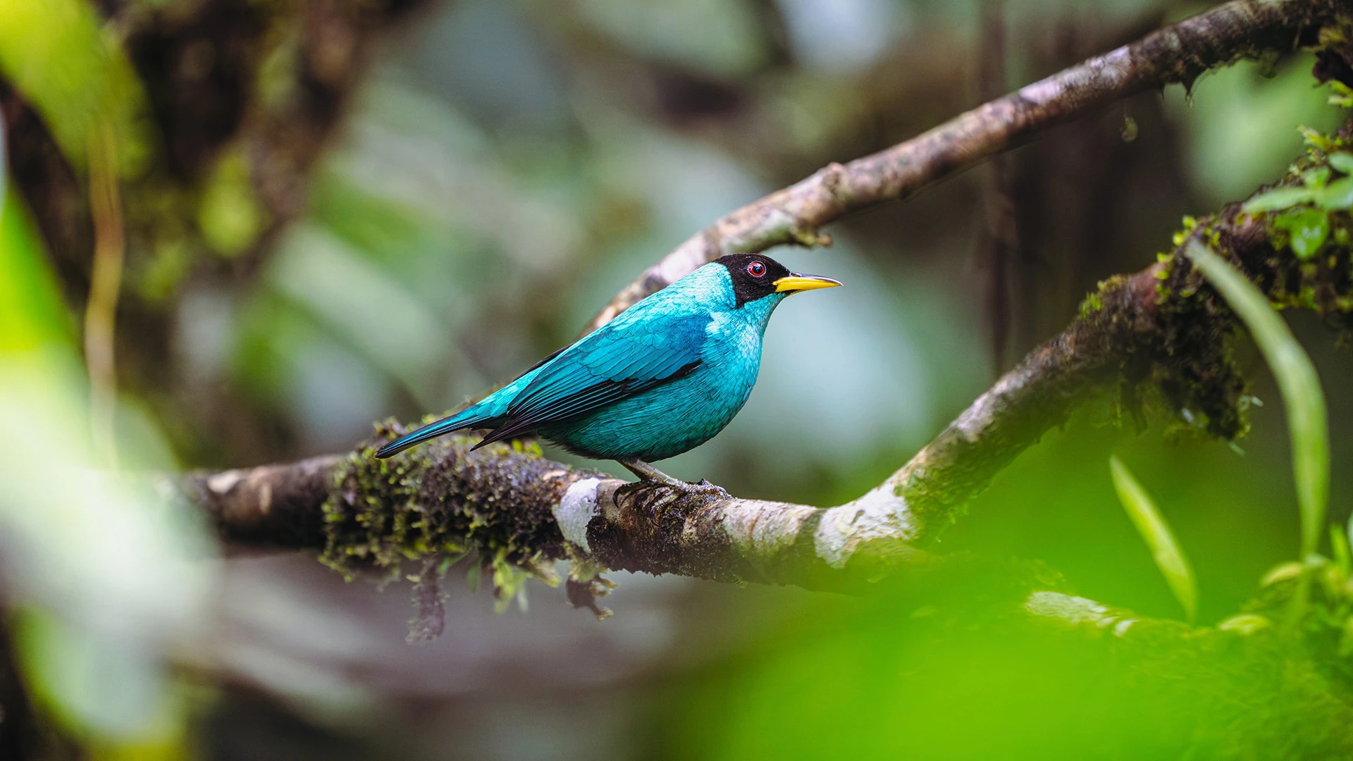 Honeycreeper Tenorio National Park Costa Rica