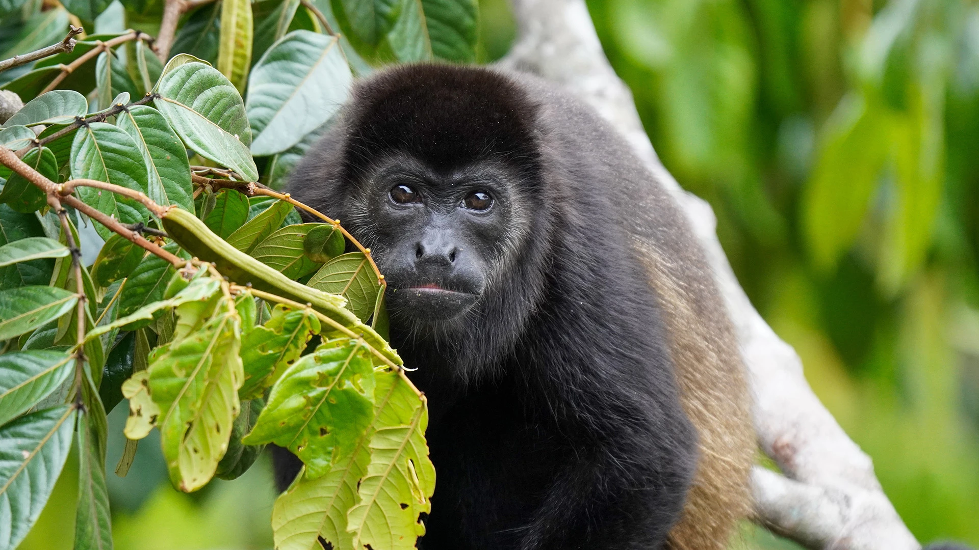 Howler Monkey Monteverde Costa Rica