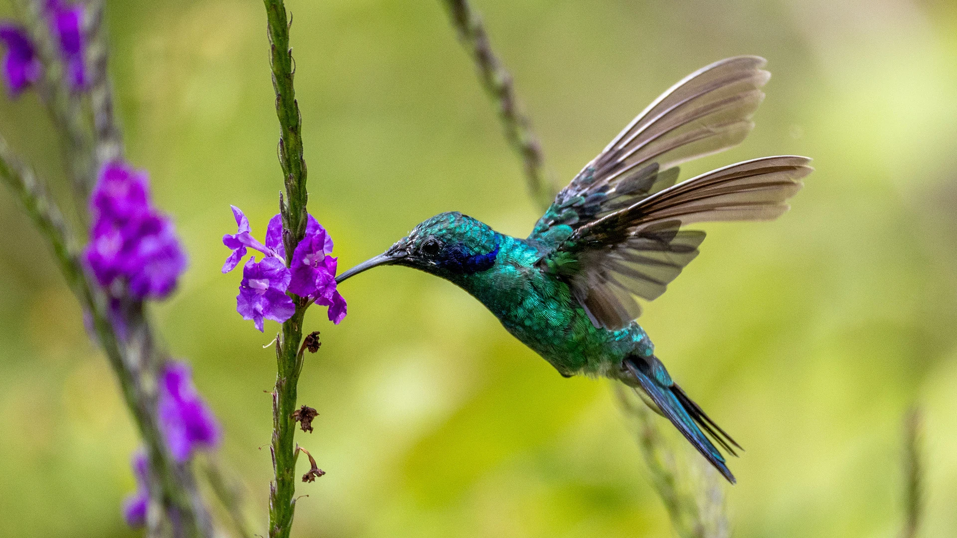 Hummingbird Monteverde Costa Rica