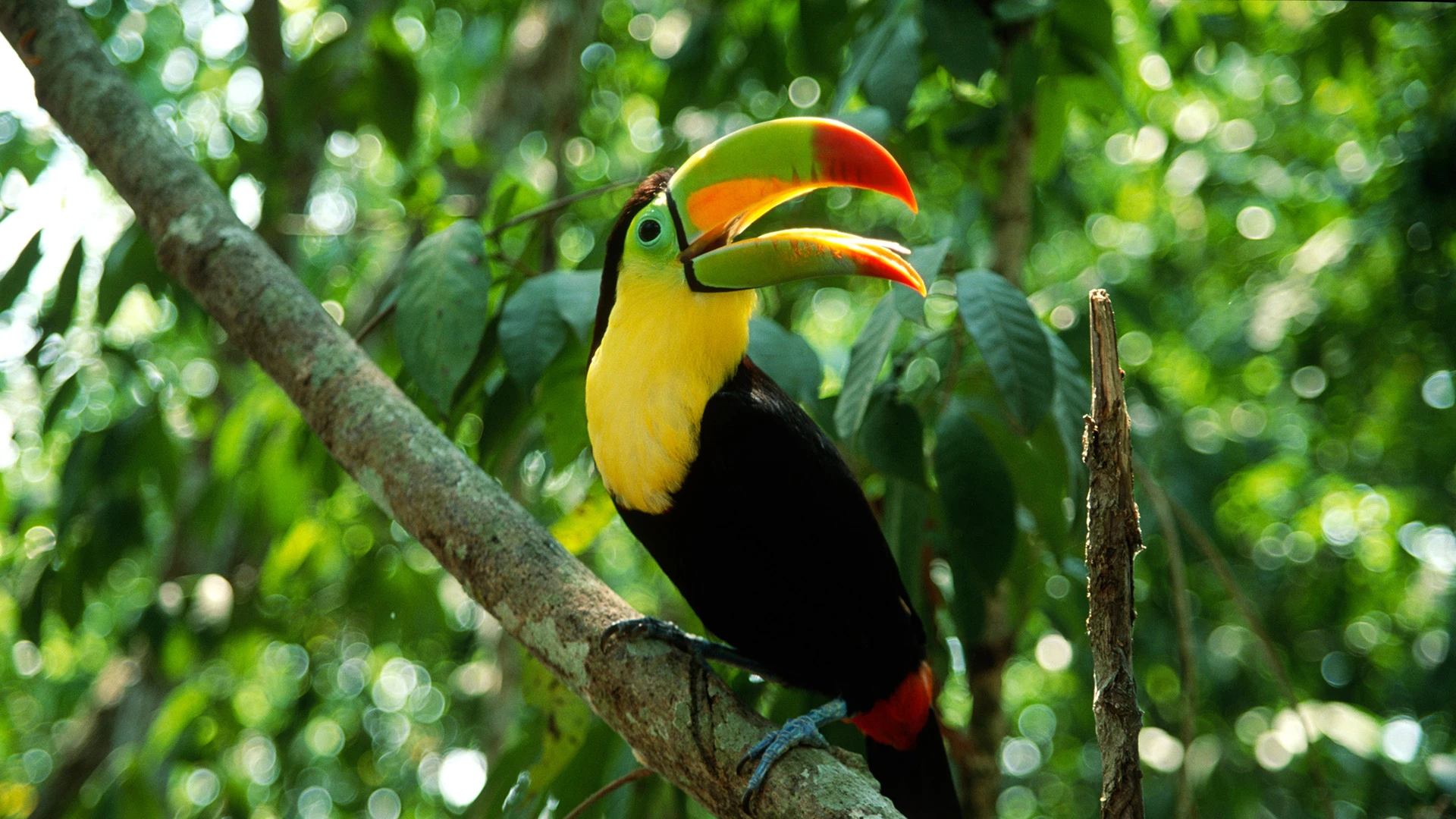 Keel-billed Toucan Manuel Antonio National Park Costa Rica