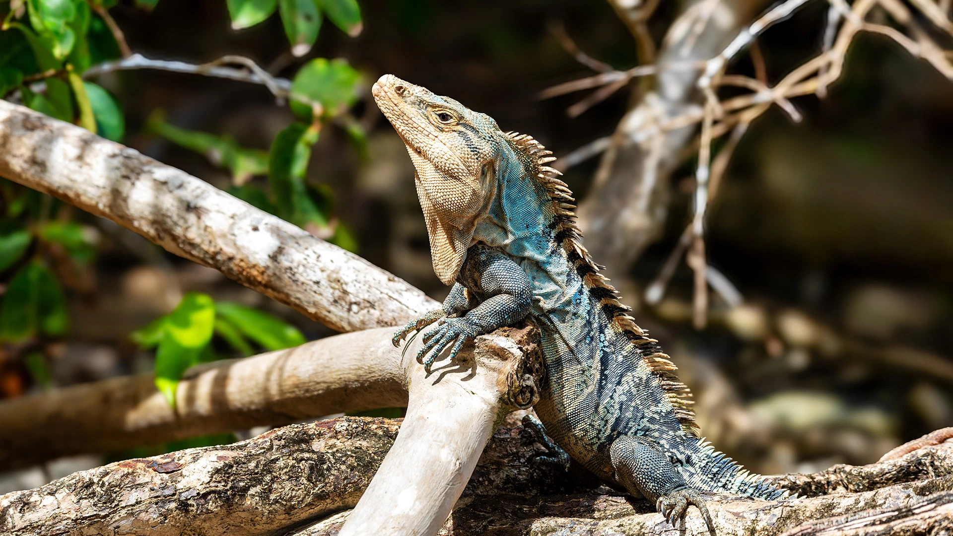 Lizard Manuel Antonio National Park Costa Rica