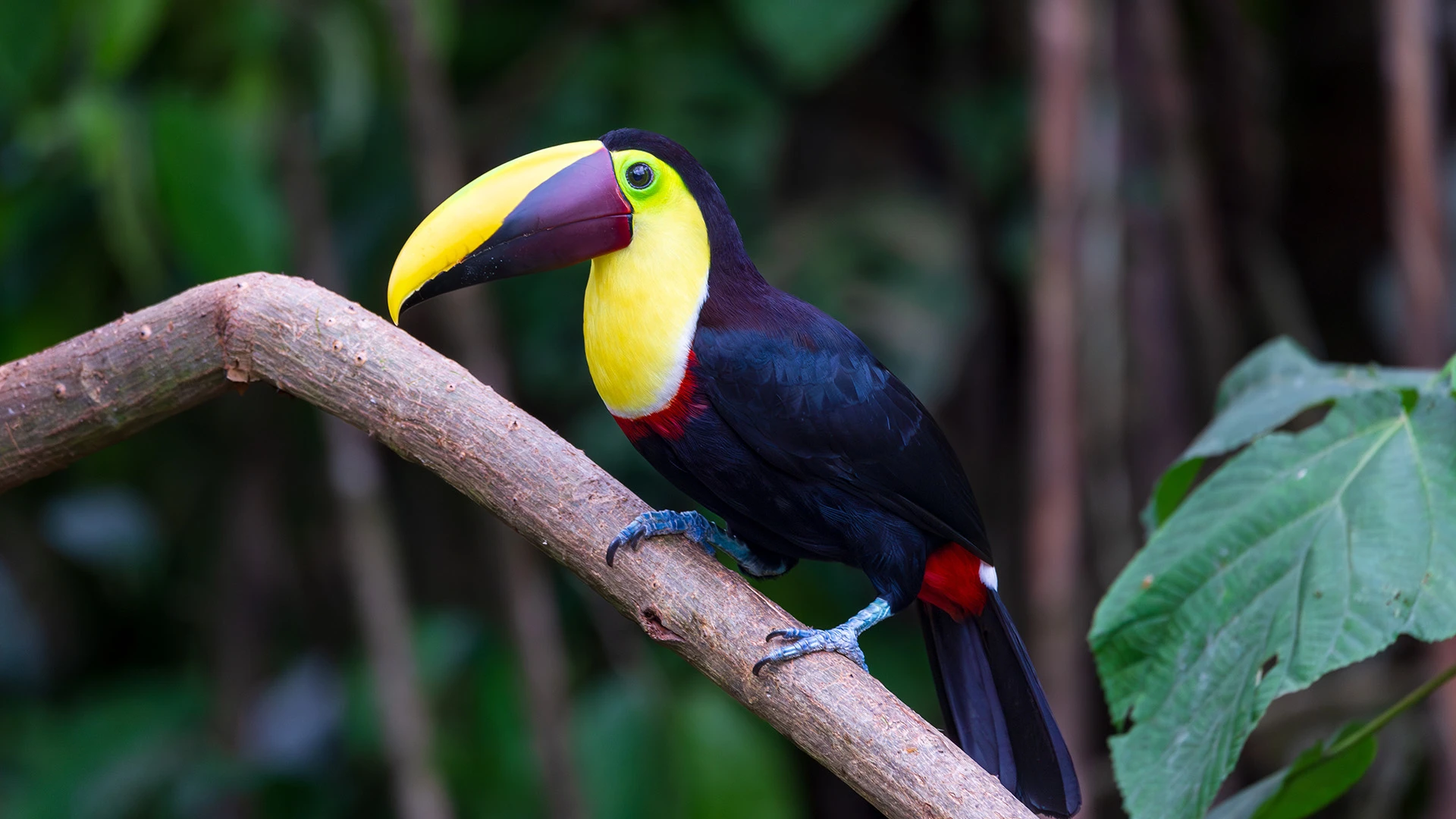 Yellow Throated Chestnut-Mandibled Toucan La Fortuna Costa Rica
