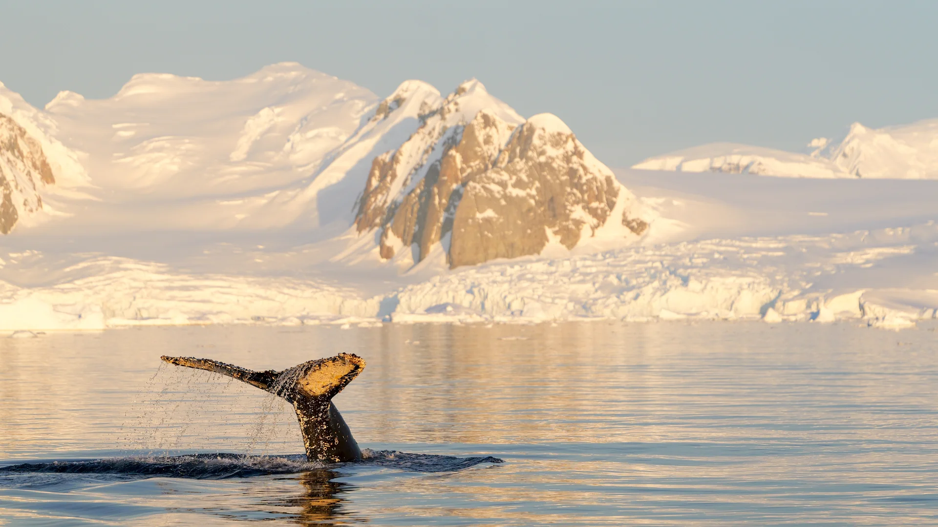 The tail fluke of a humpback whale before snow-capped Antarctic peaks