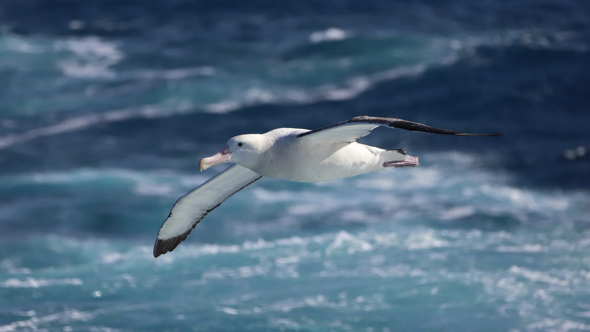 Wandering albatross gliding low over the Southern Ocean on the Drake Passage