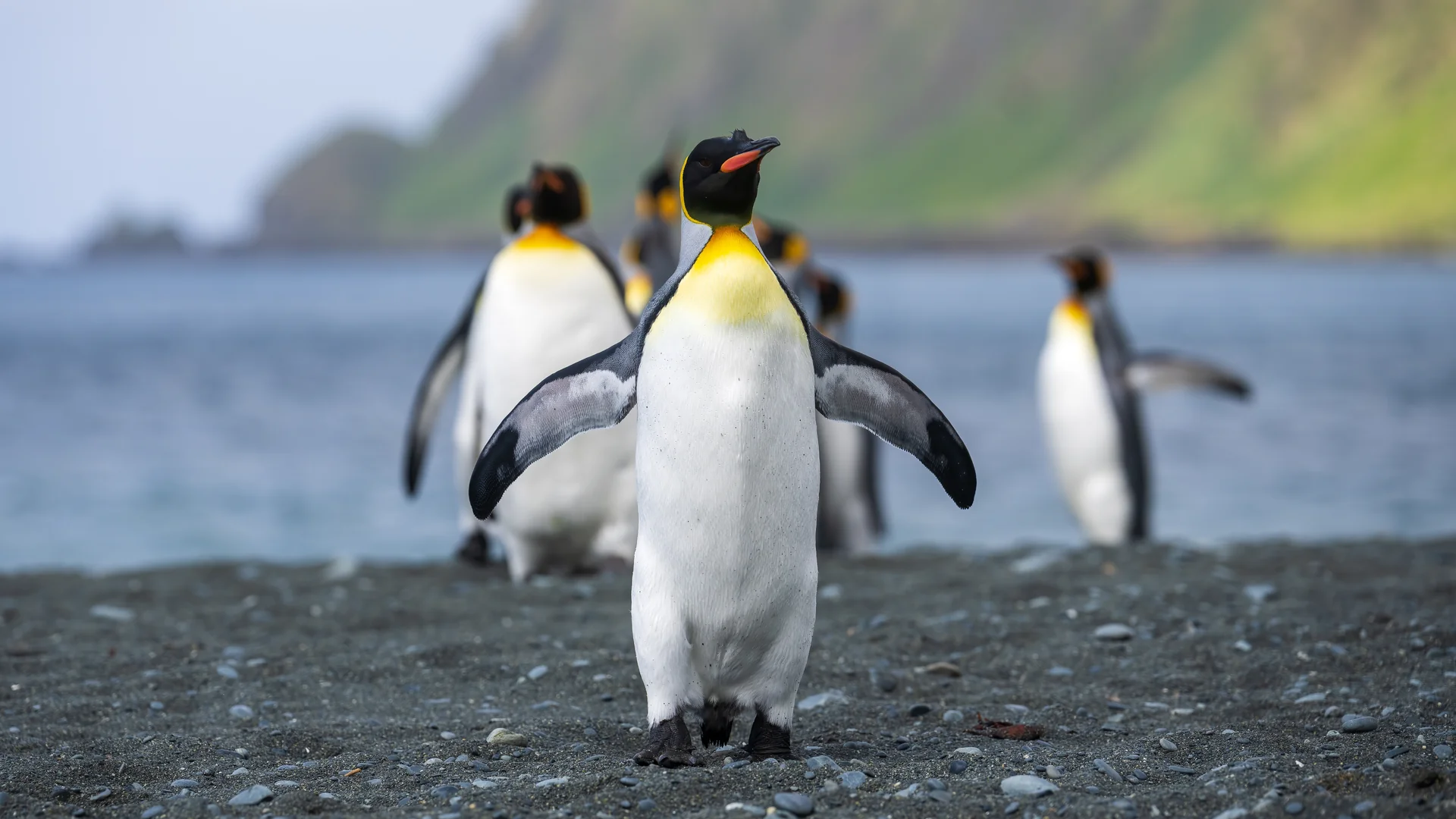 King penguins on the black-sand beach of Macquarie Island