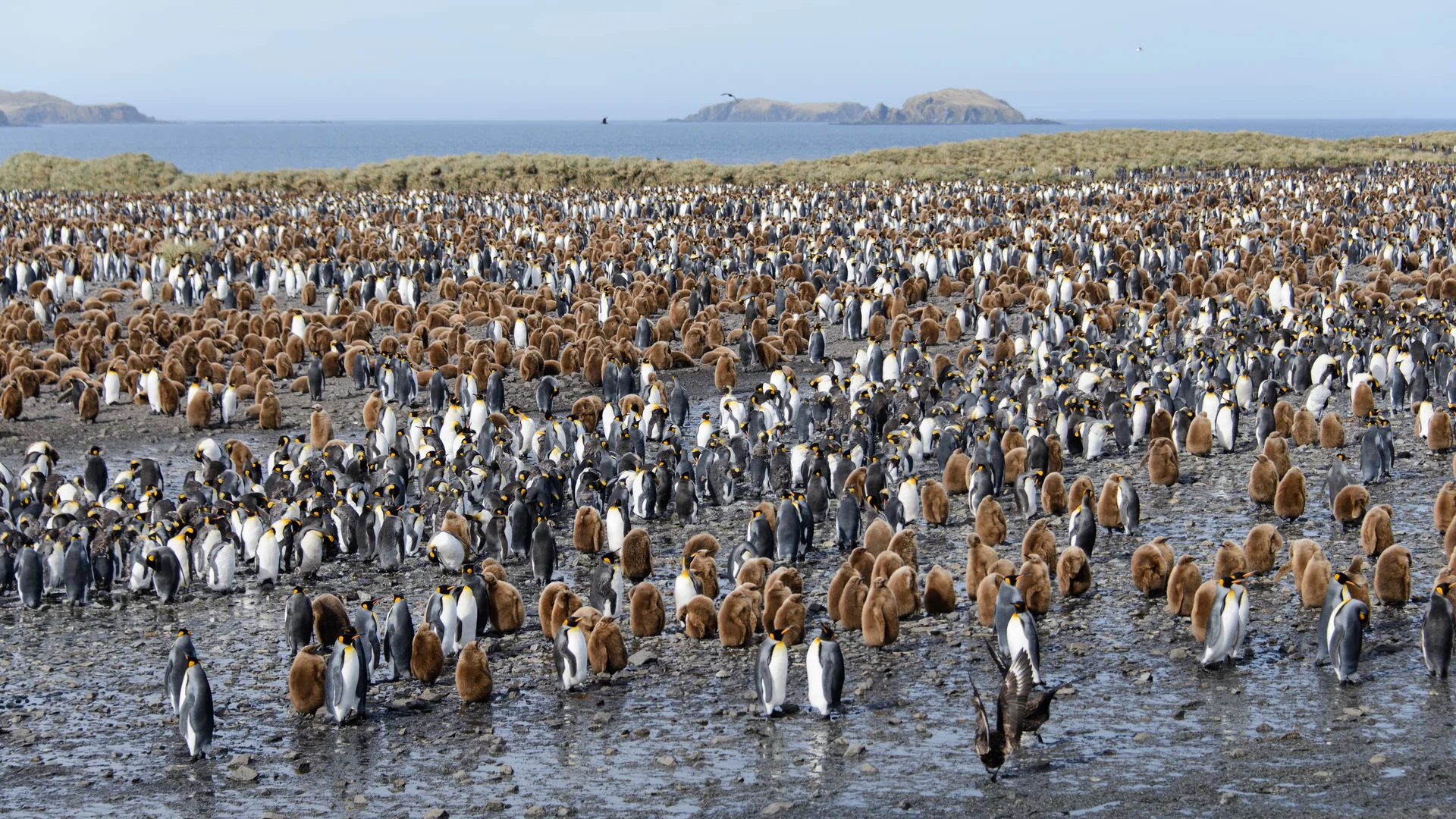 A vast colony of king penguins stretching across the shore of South Georgia