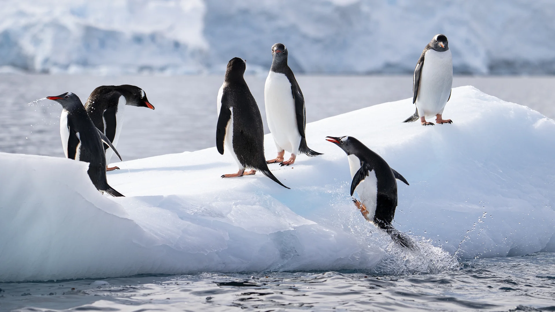 Gentoo penguins gathered on the ice in the South Shetland Islands, Antarctica