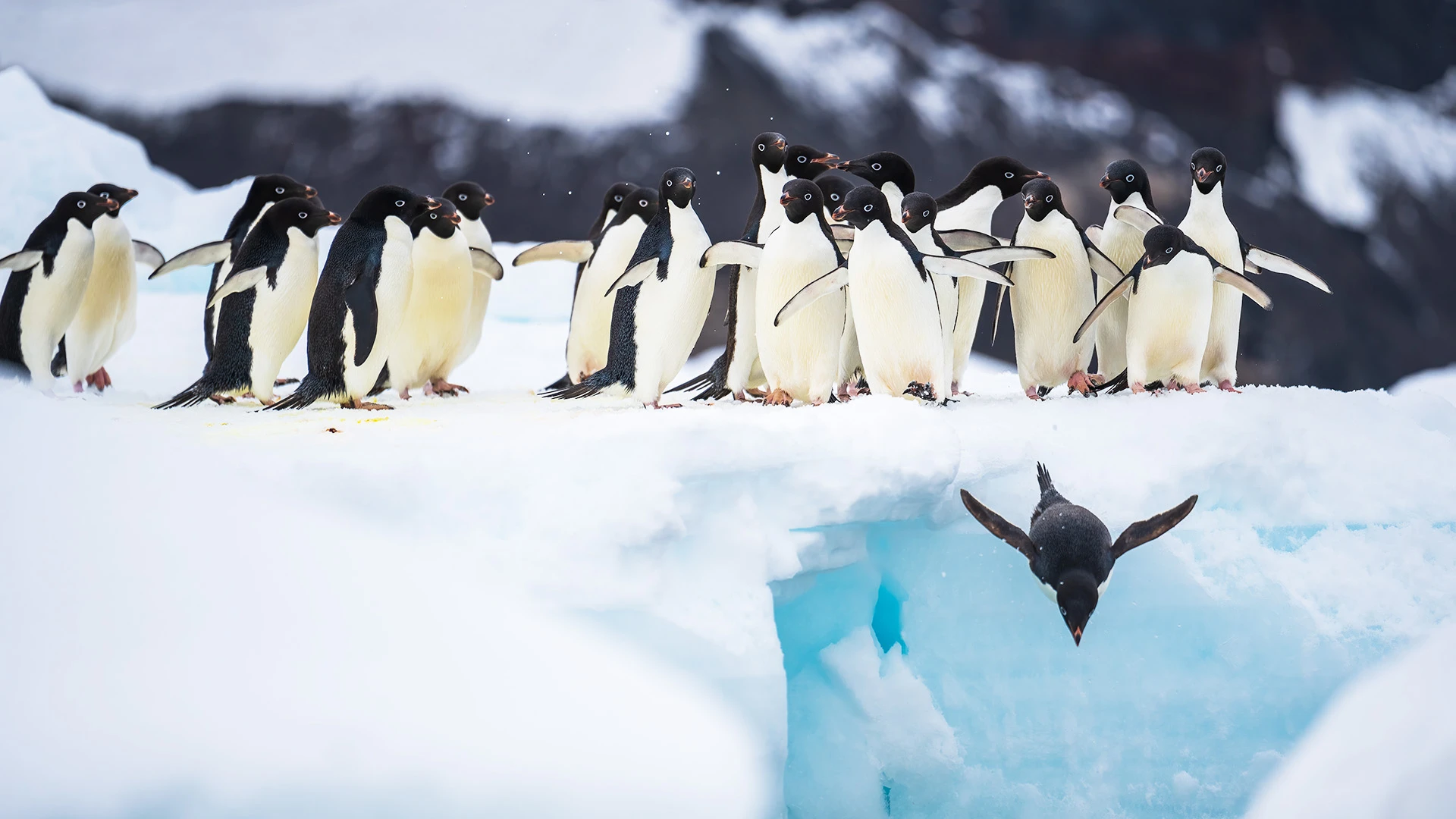 Adelie Penguin Colony Cape Adare The Ross Sea
