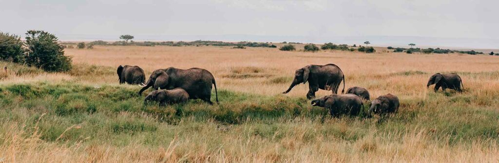 Animals in Kenya
