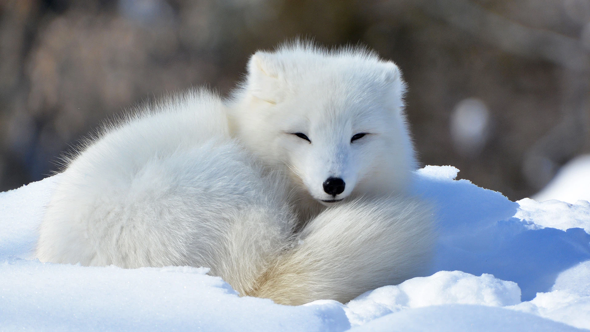 Arctic Fox in Winter Svalbard