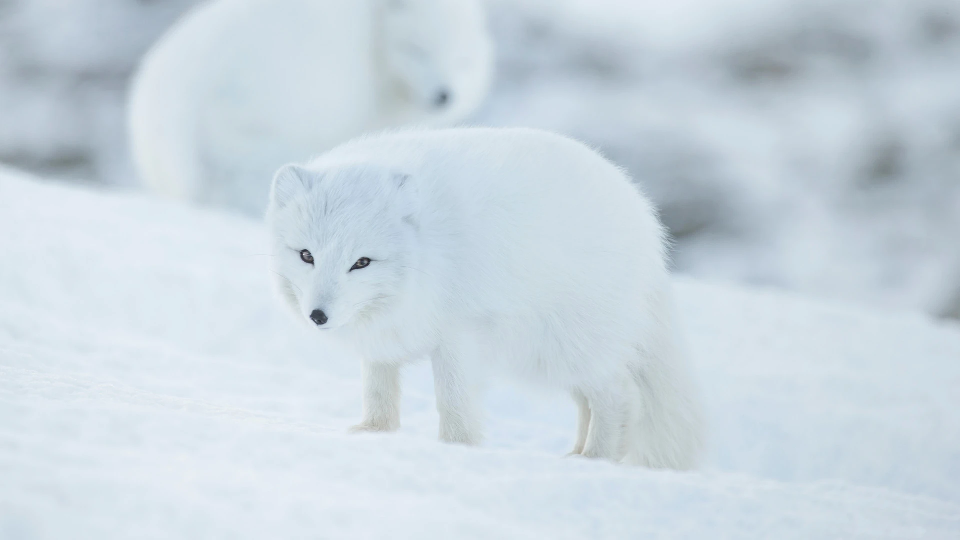 True Expedition Svalbard & Iceland Cruise (Northbound)