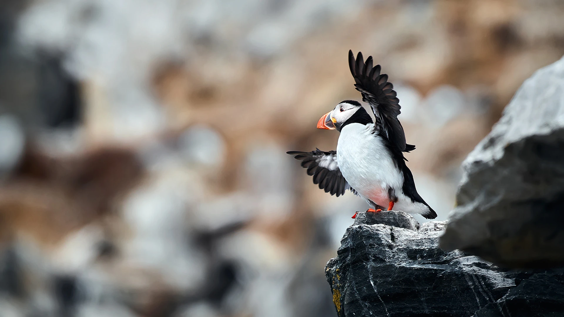 Atlantic Puffin Hornoya Norway