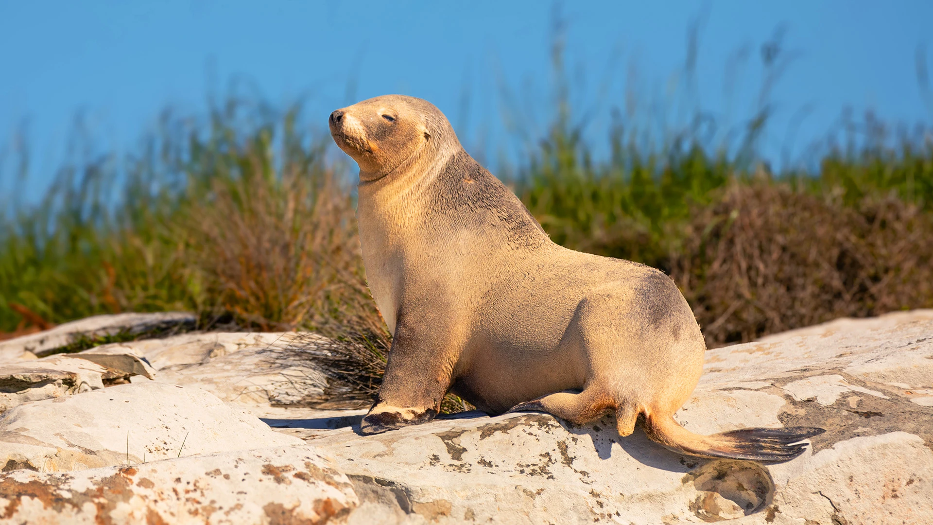 Auckland Islands New Zealand Sea Lion Subantarctic Islands