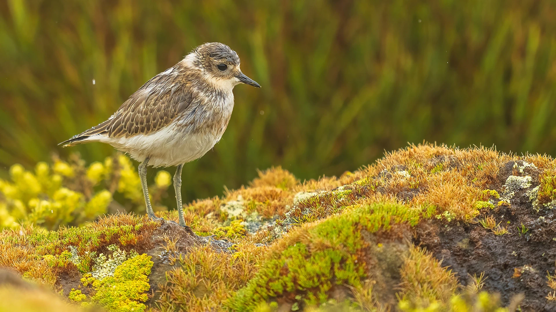 BIRDOF~1