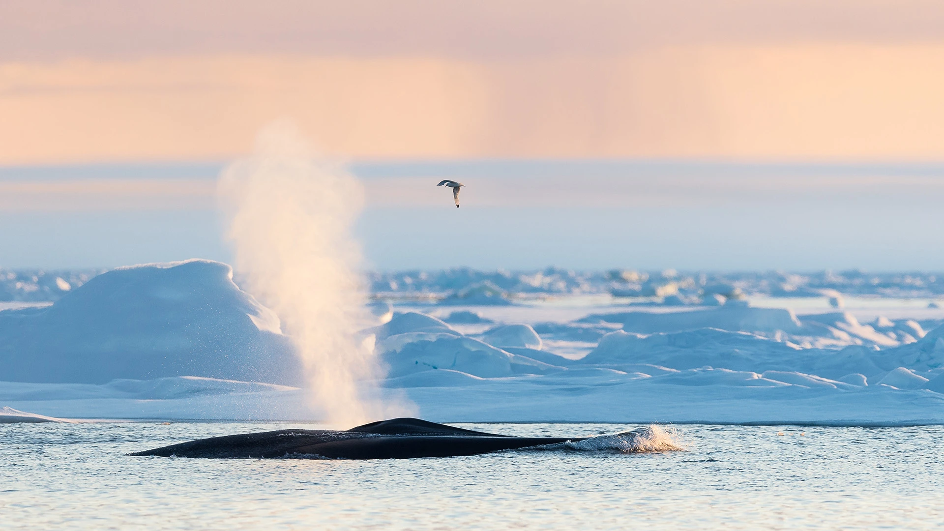 Blue Whale Spray in Arctic Svalbard