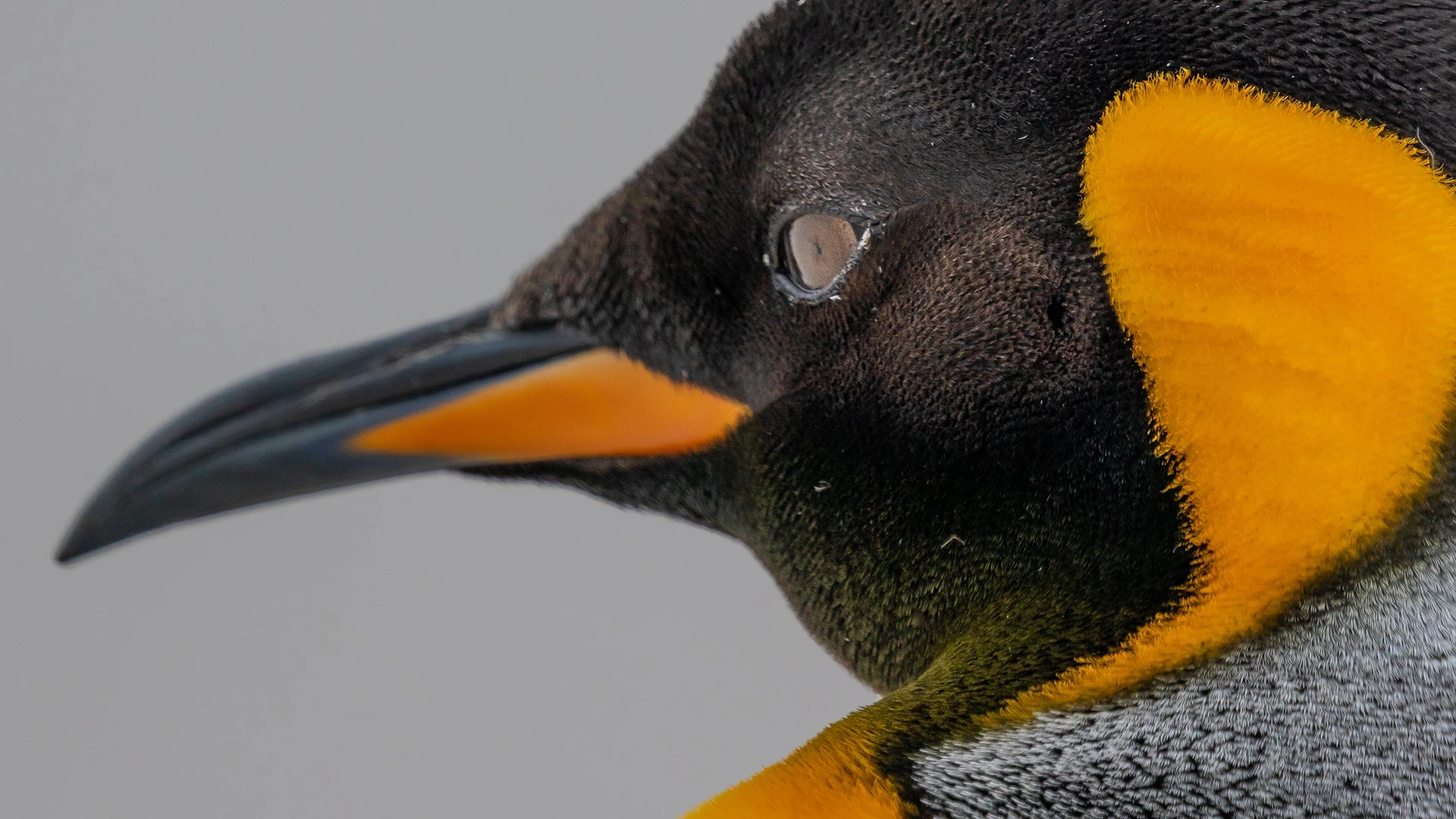 Classic Antarctic Peninsula Expedition