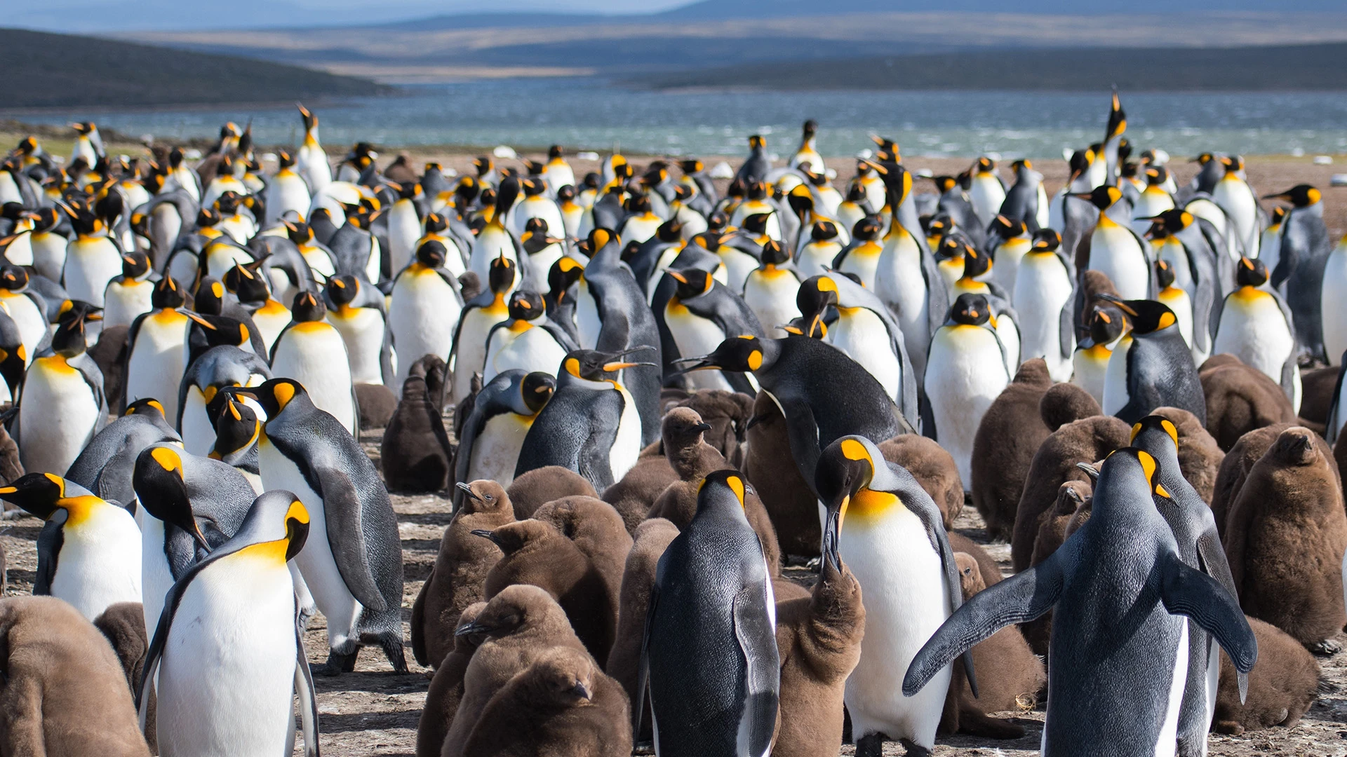 Luxury Antarctica, South Georgia & Falklands Expedition