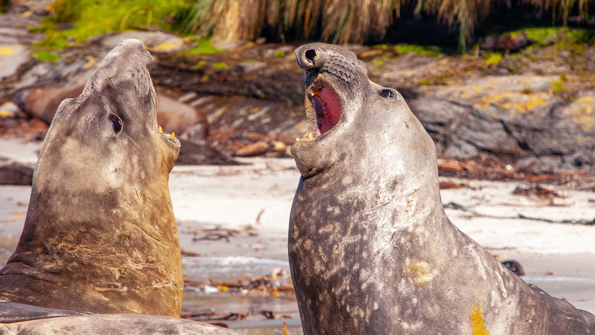 Elephant Seal Sea Lion Island Falkland Islands