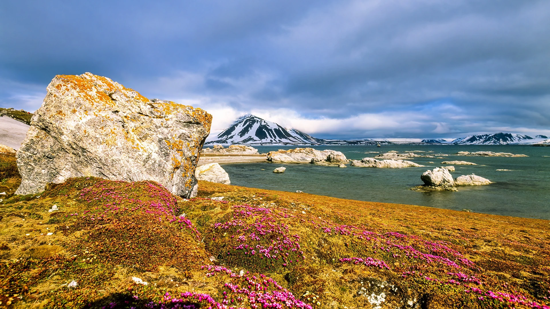 Flowering Purple Saxifrage Jan Mayen