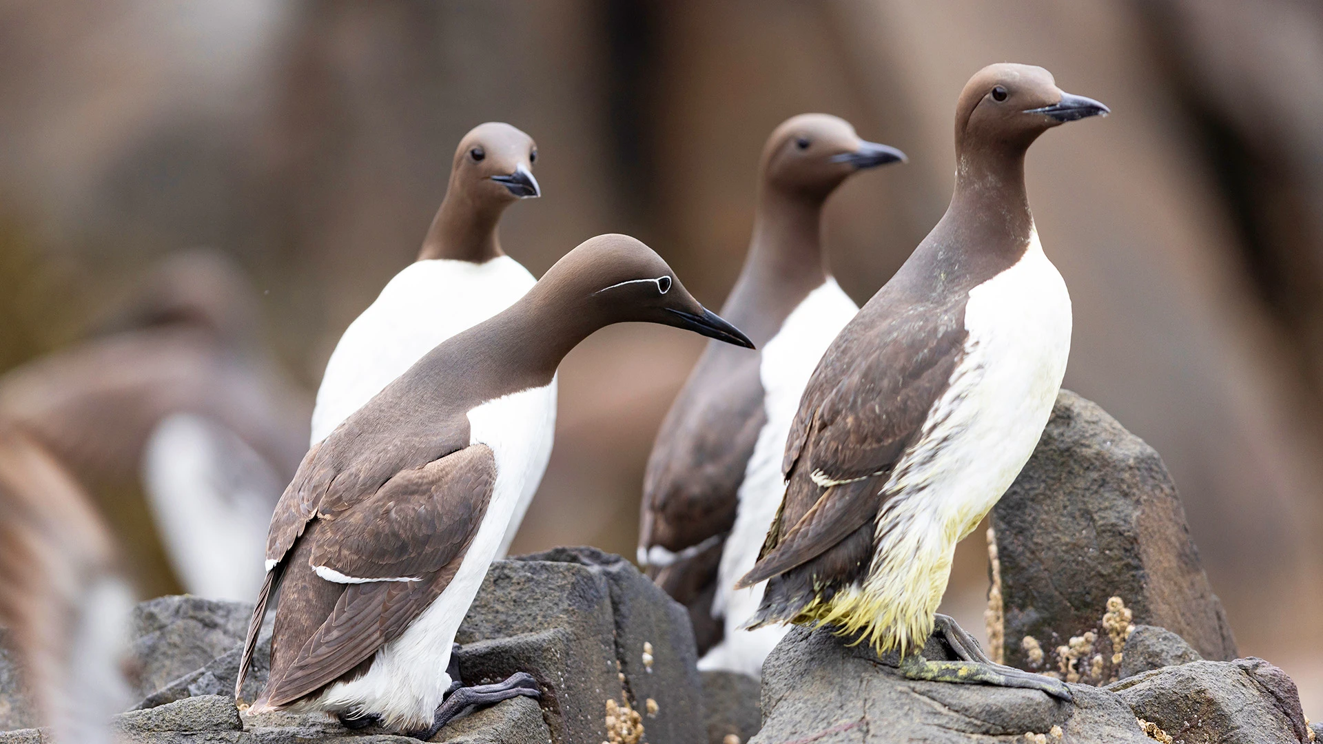 Guillemots Colony Jan Mayen