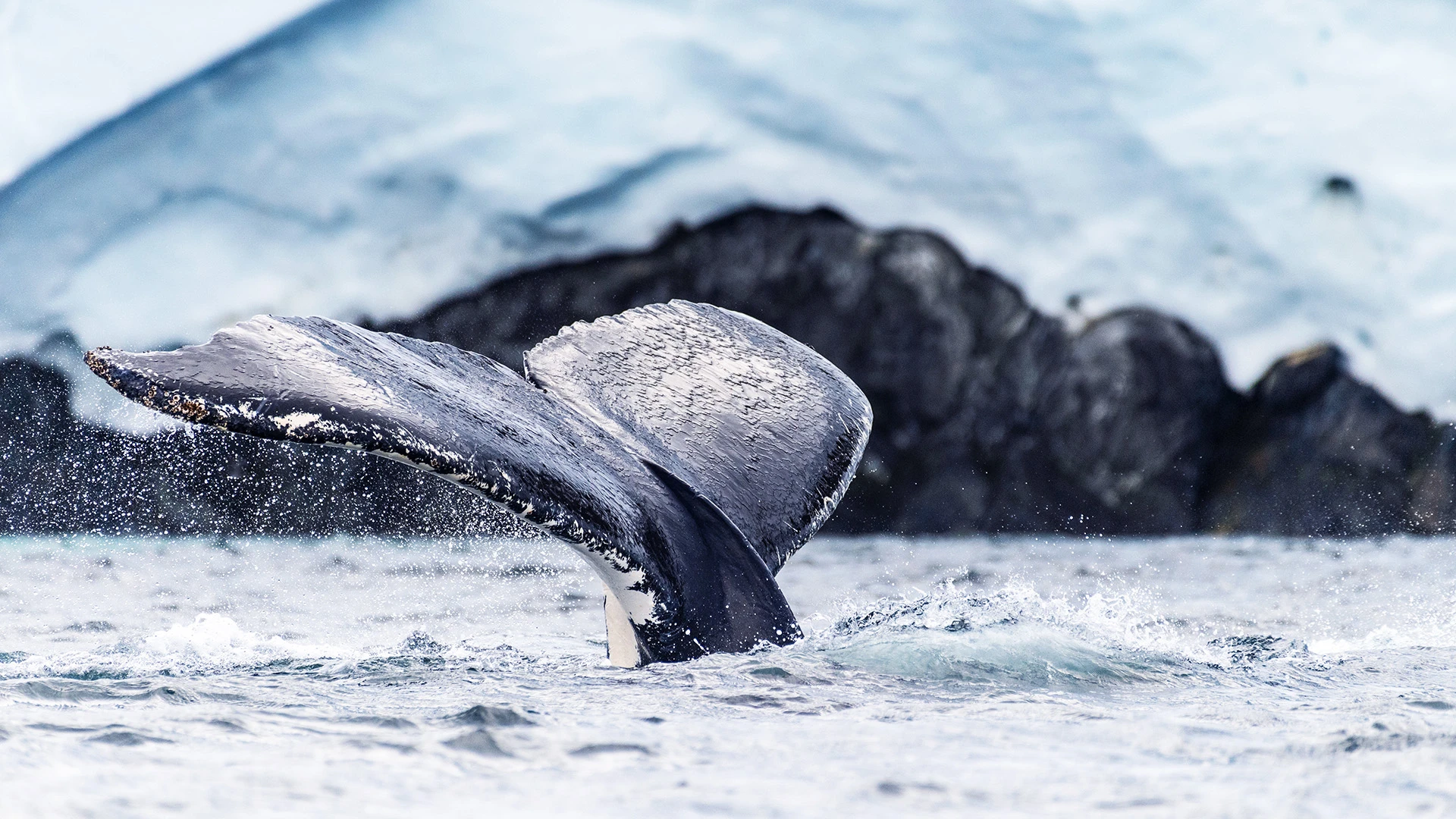 Humpback Whale Charlotte Bay Antarctic Peninsula