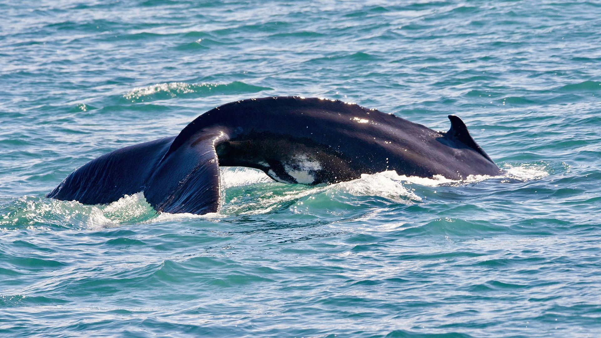Humpback Whale Skjalfandi Bay Northern Iceland