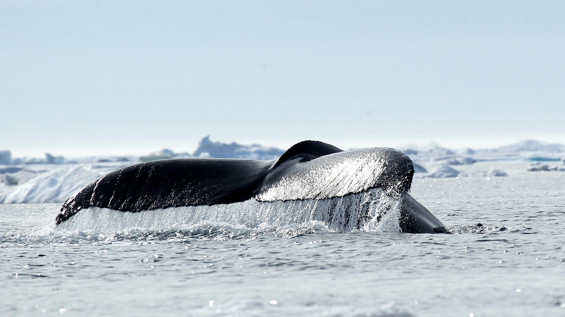 Humpback Whale near the East Greenlandic city of Tasiilaq