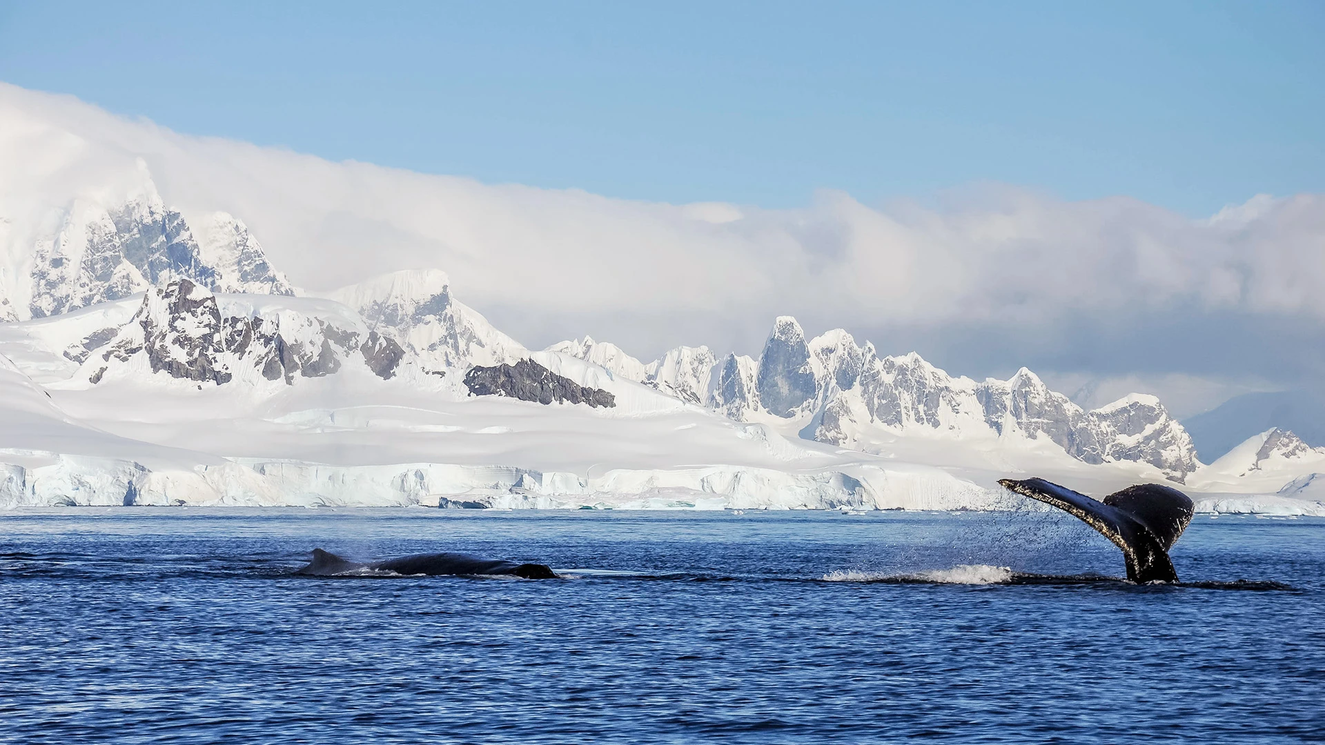 Humpback Whales At Sea Antarctica