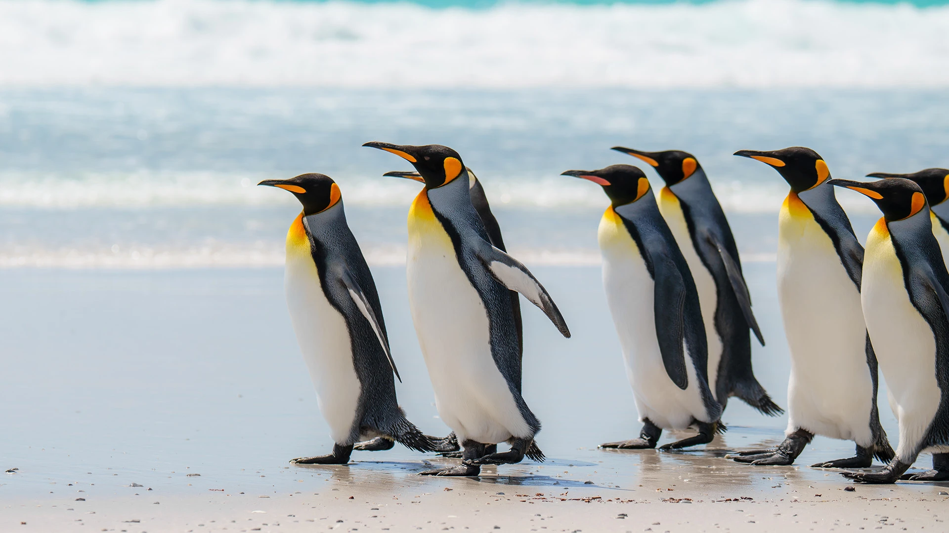 Classic Antarctica, South Georgia & Falklands Expedition