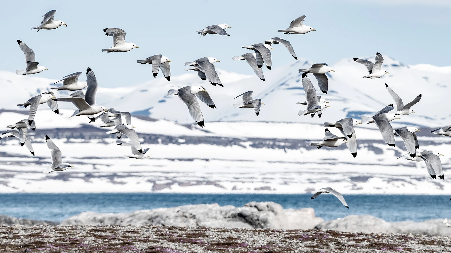 True Expedition Svalbard Cruise from Tromso