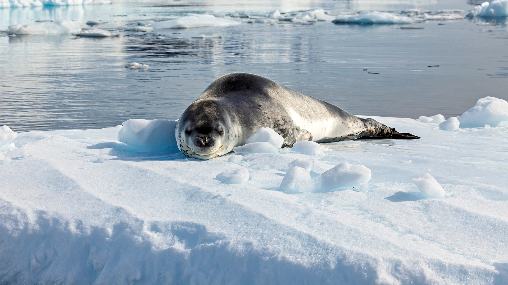 Luxury Antarctic Peninsula Expedition