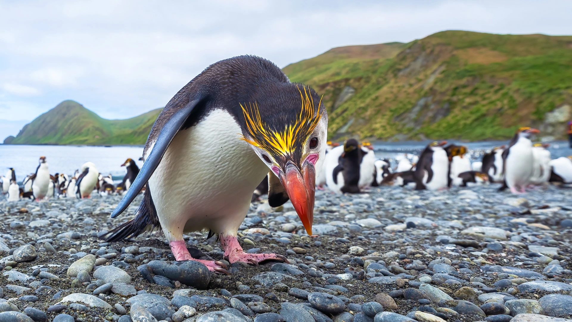 Luxury Sub-Antarctic Islands Expedition