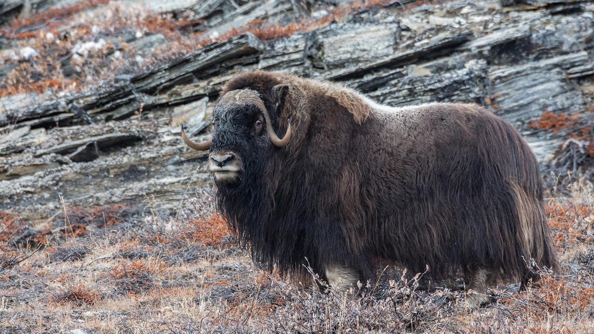 Musk Ox near Rolige Brae in the Inner Scoresby Sund East Greenland