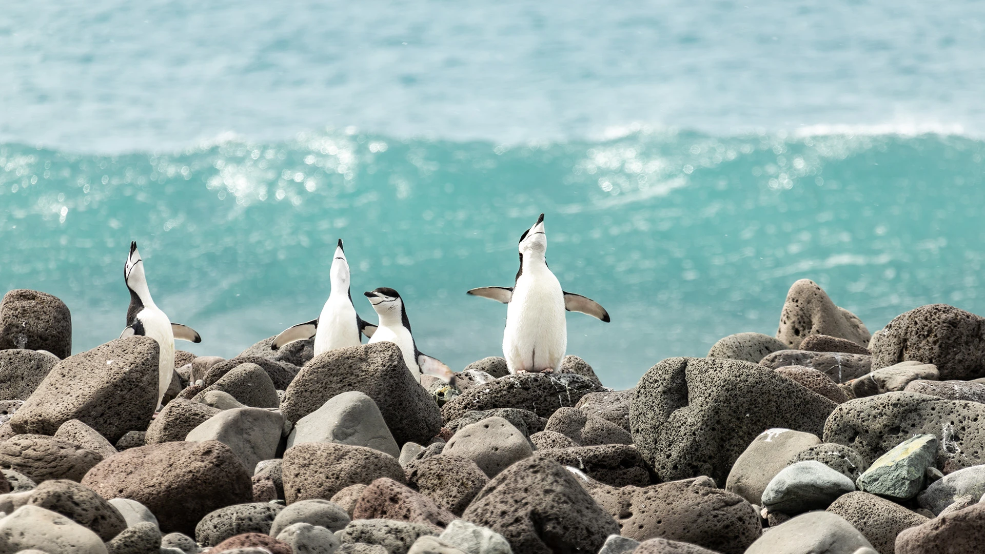 Luxury Antarctica Expedition: The Drake Express