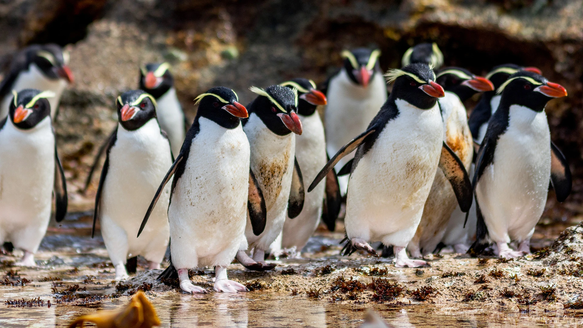 Classic Antarctica & The Ross Sea Expedition