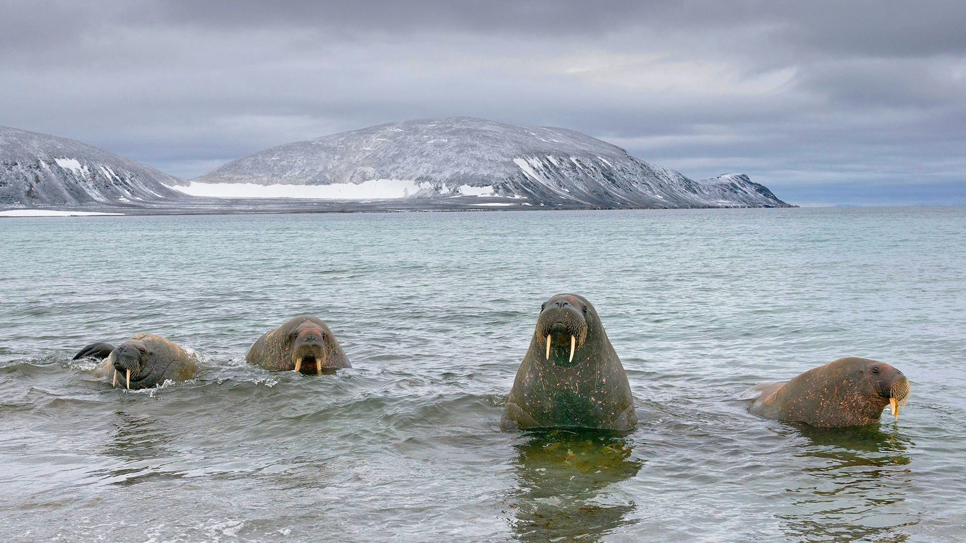 Pod of Walruses Svalbard Jan Mayen Norway
