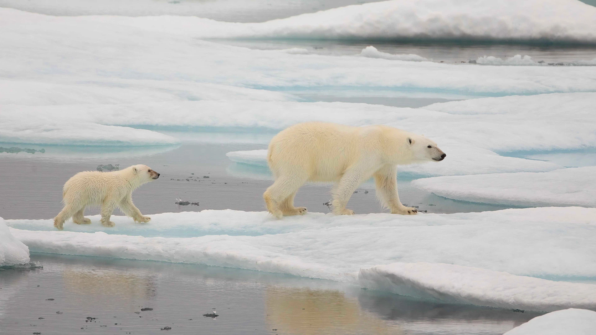 Polar Bear Adult Cub Beaufort Sea Nunavut Canada