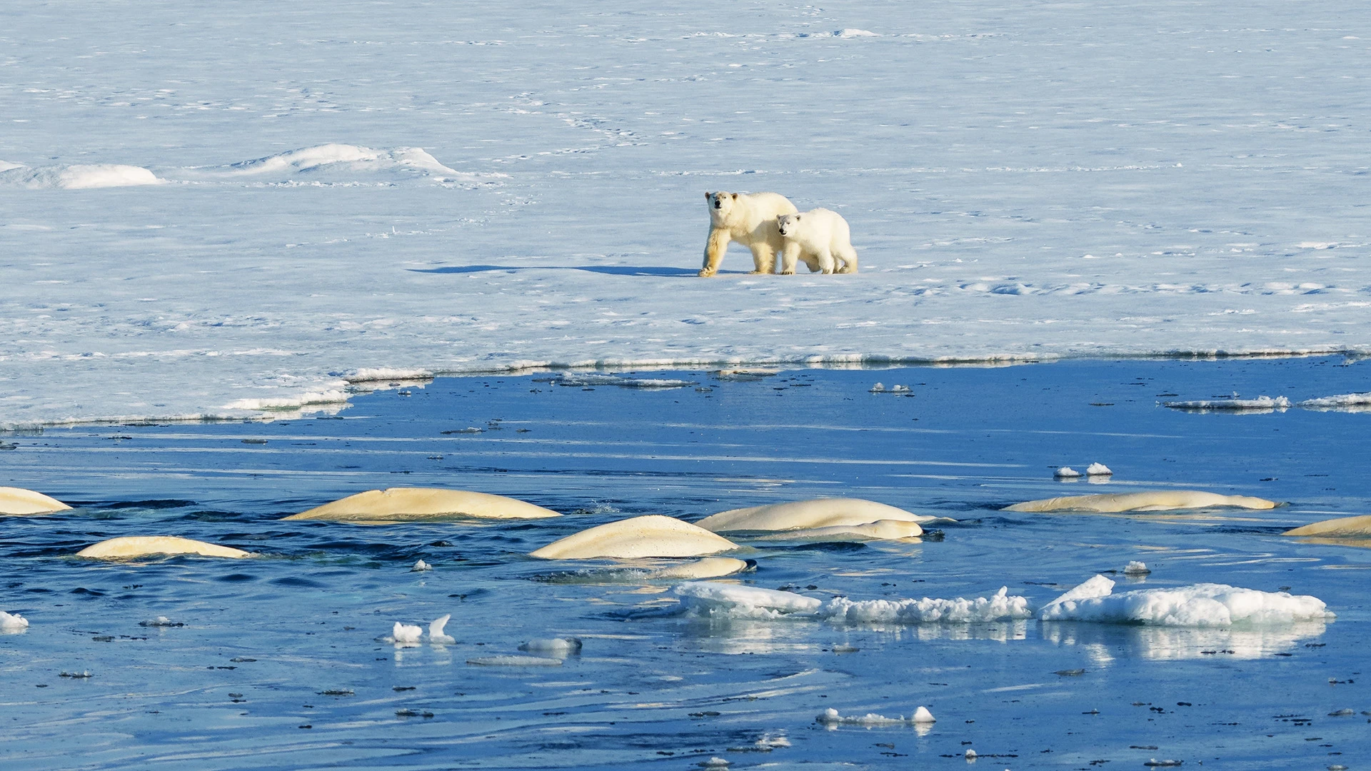 The Arctic & Svalbard