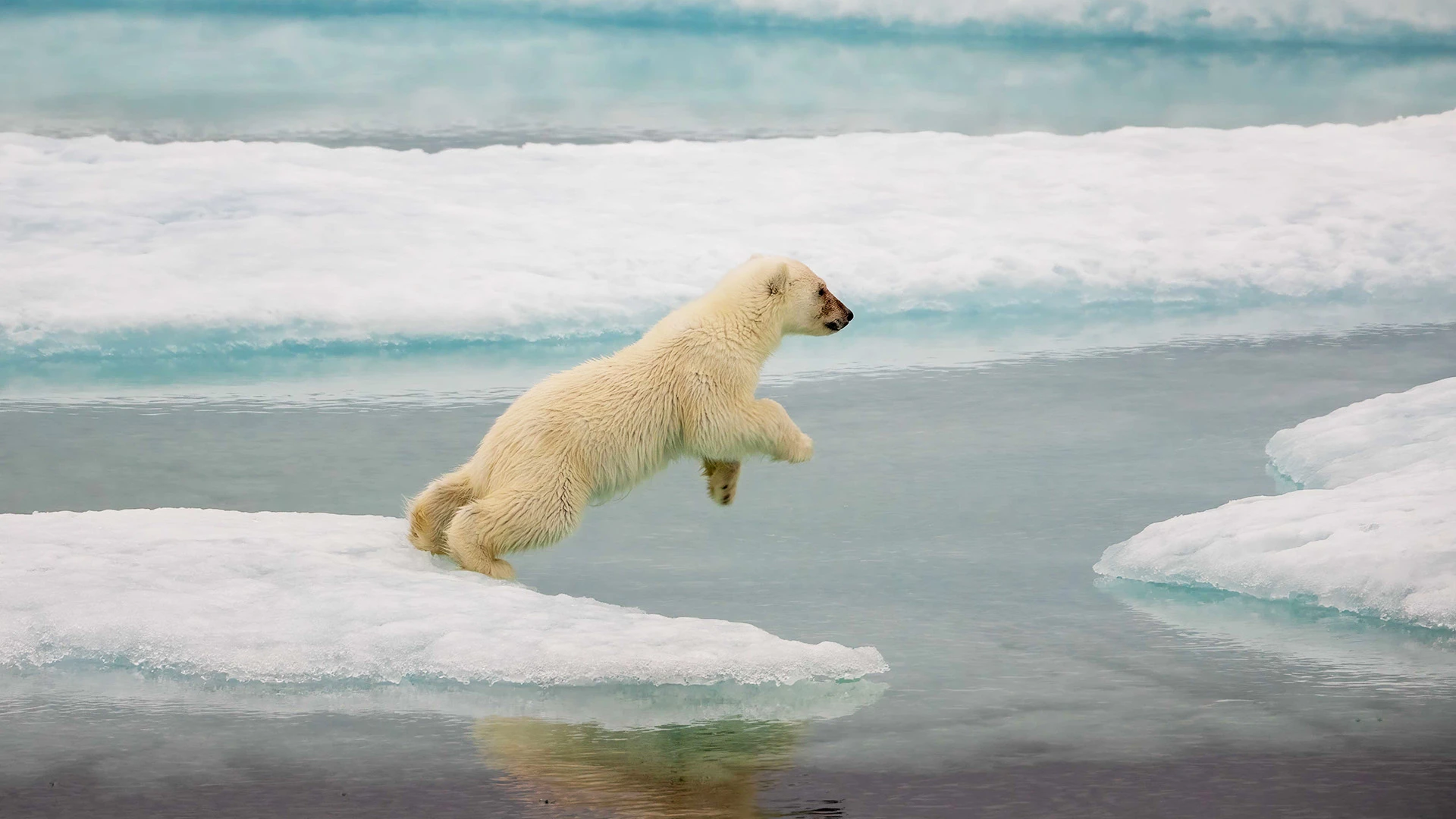 Polar Bear Cub Beaufort Sea Nunavut Canada
