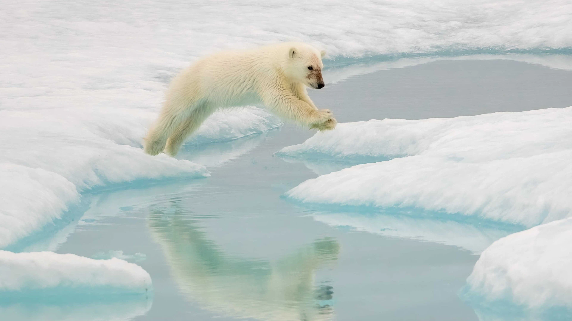 Polar Bear Cub Leaping Beaufort Sea Nunavut Canada