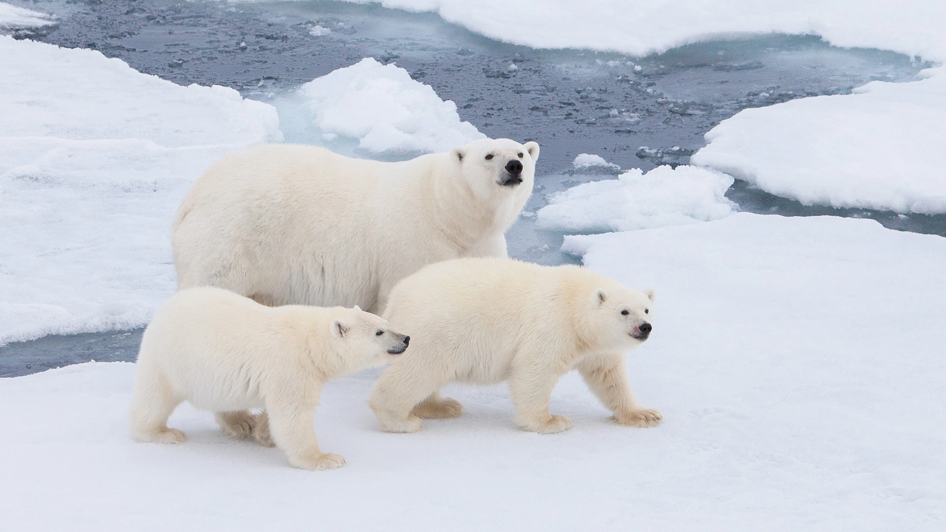Polar Bear Family Svalbard